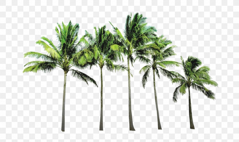 Palm Tree, PNG, 920x549px, Tree, Arecales, Elaeis, Grass, Leaf Download Free