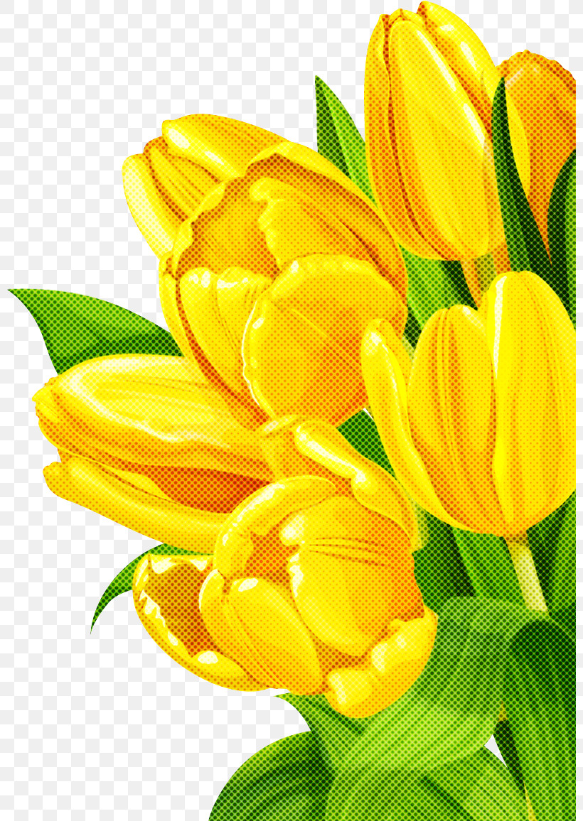 Flower Petal Yellow Plant Cut Flowers, PNG, 801x1156px, Flower, Bouquet, Closeup, Crocus, Cut Flowers Download Free