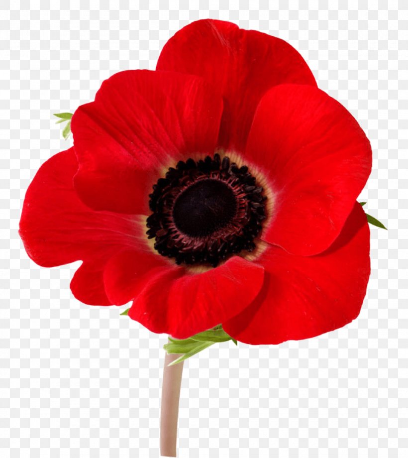 In Flanders Fields Remembrance Poppy Armistice Day Lest We Forget, PNG, 920x1033px, In Flanders Fields, Anemone, Anzac Day, Armistice Day, Common Poppy Download Free