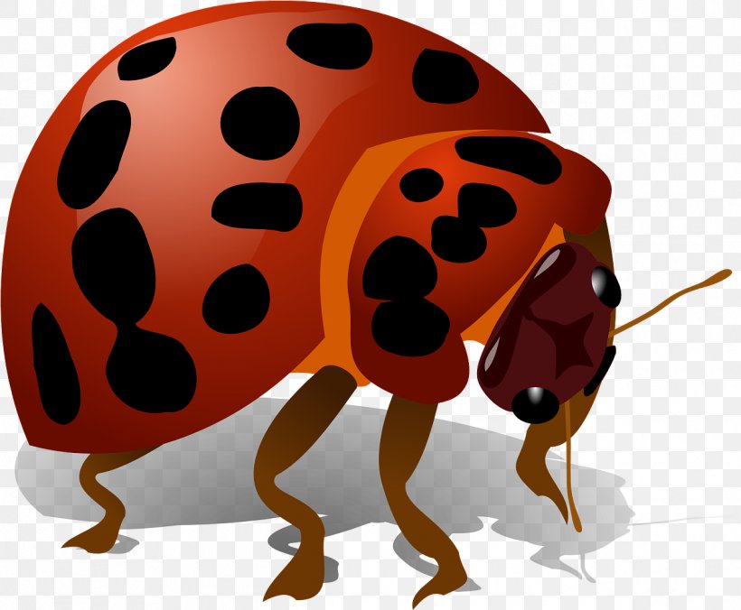 Ladybird, PNG, 1272x1049px, Insect, Beetle, Drawing, Ladybird Beetle, Ladybug Download Free