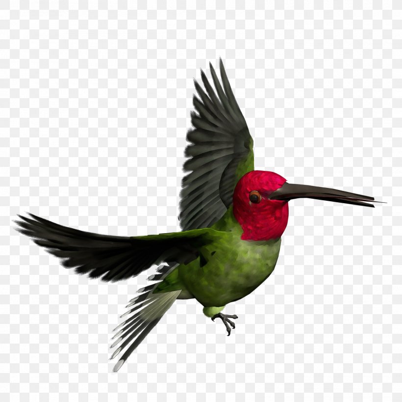 Woodpecker Clip Art Transparency Image, PNG, 1600x1600px, Woodpecker, Beak, Bird, Coraciiformes, Hummingbird Download Free