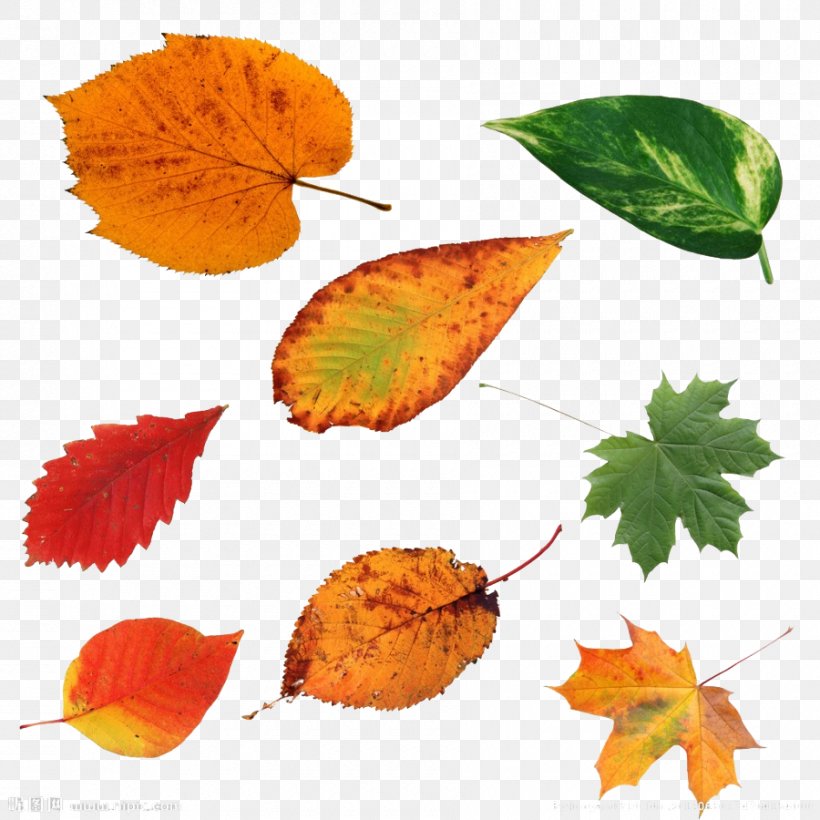 Autumn Maple Leaf Deciduous, PNG, 900x900px, Autumn, Autumn Leaf Color, Deciduous, Green, Leaf Download Free