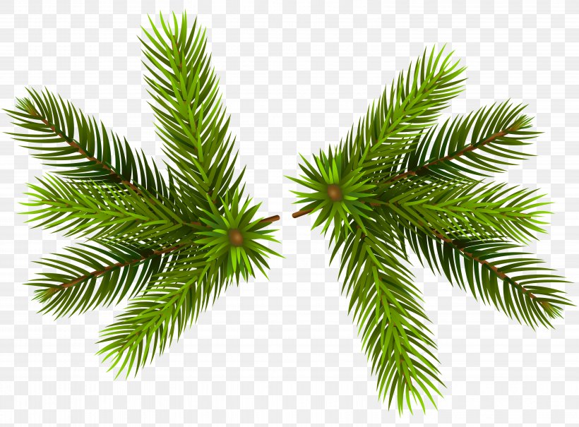 Branch Pine Clip Art, PNG, 6208x4586px, Pine, Branch, Christmas Ornament, Conifer, Conifer Cone Download Free