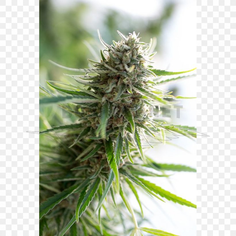 Cannabidiol Seed Bank Autoflowering Cannabis, PNG, 1000x1000px, Cannabidiol, Autoflowering Cannabis, Cannabis, Dominance, Grass Download Free