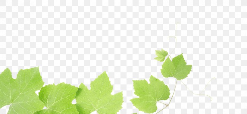 Common Grape Vine Wine Grape Leaves Leaf, PNG, 940x434px, Common Grape Vine, Computer, Food, Free Content, Grape Download Free