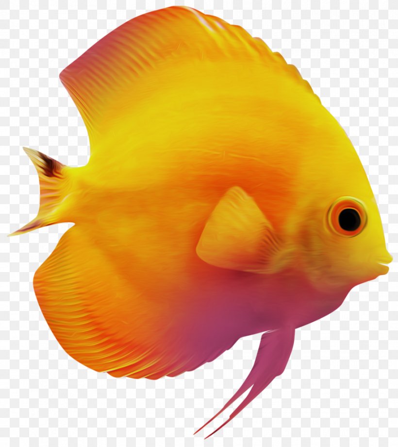 Goldfish Clip Art, PNG, 912x1024px, Fish, Animation, Aquarium, Beak, Coral Reef Fish Download Free