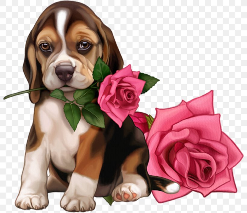 Greeting & Note Cards Birthday Ansichtkaart Dog My World@Mail.Ru, PNG, 800x708px, Greeting Note Cards, Ansichtkaart, Beagle, Birthday, Carnivoran Download Free