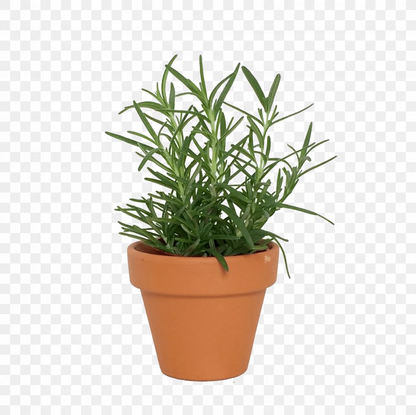 Houseplant Flowerpot Herb, PNG, 2448x2448px, Plant, Azalea, Basil, Bonsai, Flower Download Free
