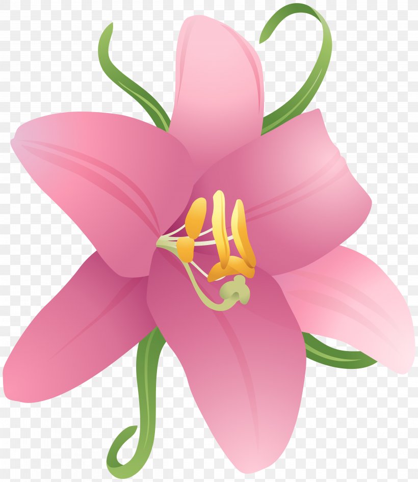 International Checker Hall Of Fame City Of Petal Flower Credit Card, PNG, 5060x5838px, Flower, Cattleya, Drawing, Flora, Flowering Plant Download Free