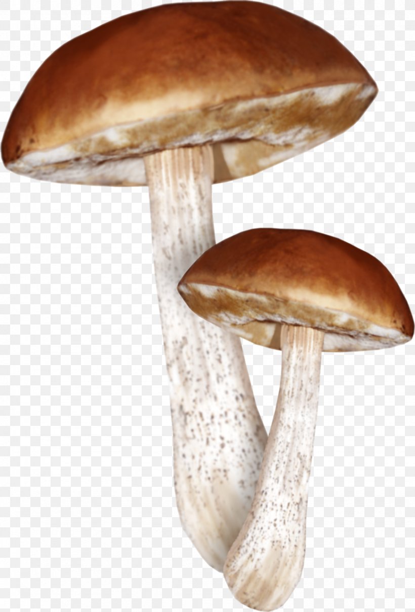 Mushroom, PNG, 869x1280px, Mushroom, Autumn, Digital Image, Edible Mushroom, Fungus Download Free