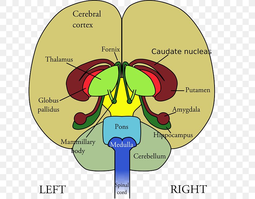 Frontal Lobe Lobes Of The Brain Diagram Human Brain, PNG, 636x640px, Watercolor, Cartoon, Flower, Frame, Heart Download Free