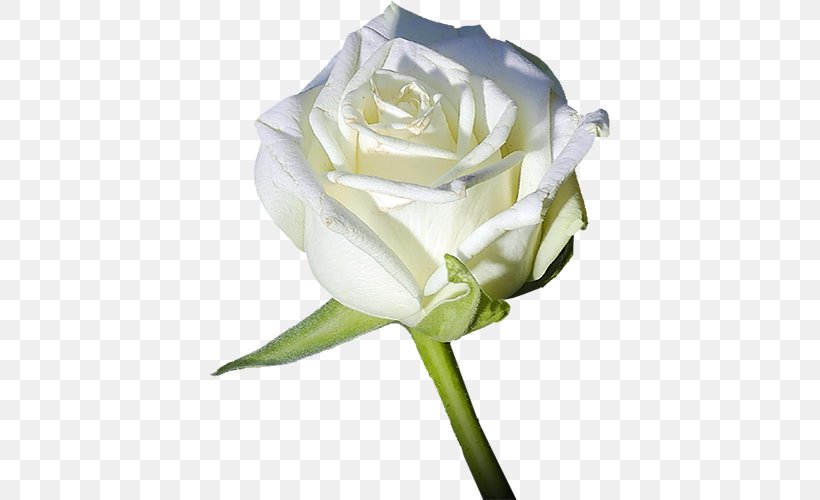 Garden Roses Flower Light White, PNG, 400x500px, Garden Roses, Black, Blue, Bud, Color Download Free