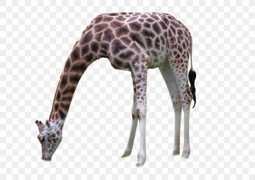 Giraffe Neck Wildlife Terrestrial Animal, PNG, 1943x1374px, Giraffe, Animal, Giraffidae, Mammal, Neck Download Free