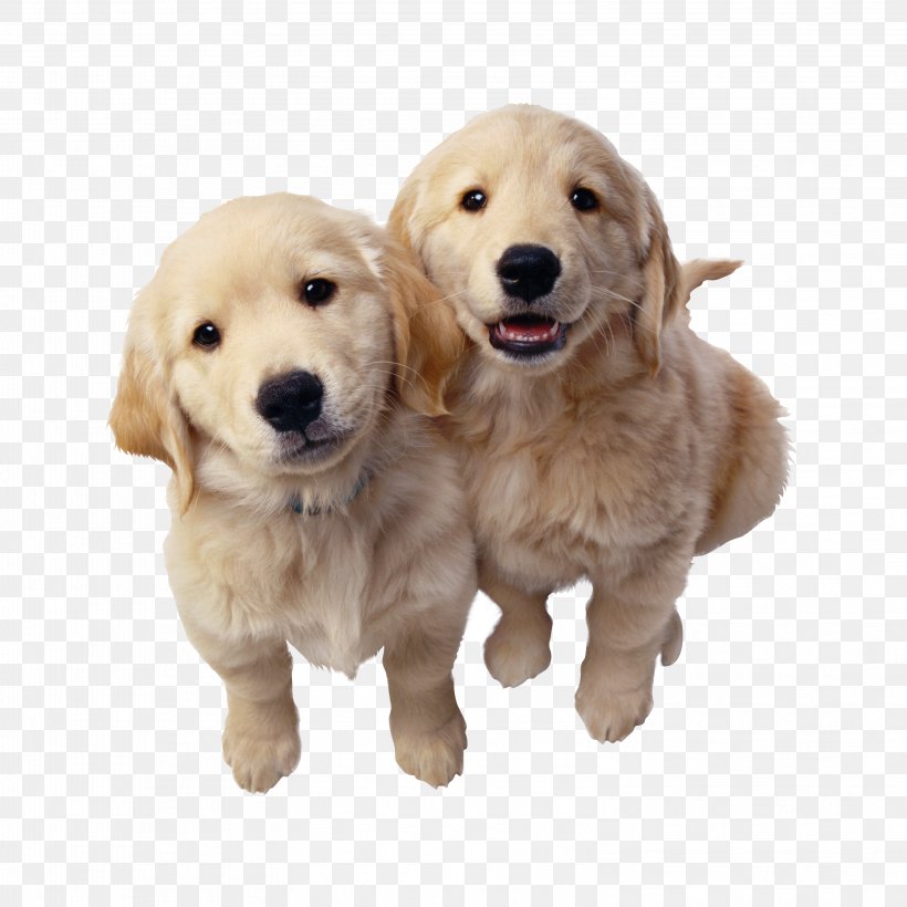 Labrador Retriever Pet Sitting Puppy Golden Retriever, PNG, 3156x3156px, Labrador Retriever, Carnivoran, Cat, Companion Dog, Dog Download Free