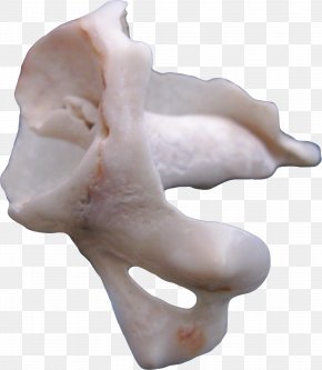Alien Conch - Marine Biology Sea Organism PNG