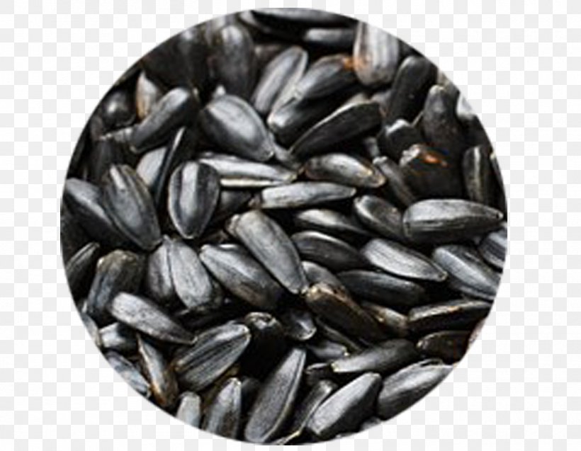 Nut Vegetarian Cuisine Sunflower Seed Common Sunflower, PNG, 1350x1050px, Nut, Annual Plant, Black And White, Commodity, Common Sunflower Download Free