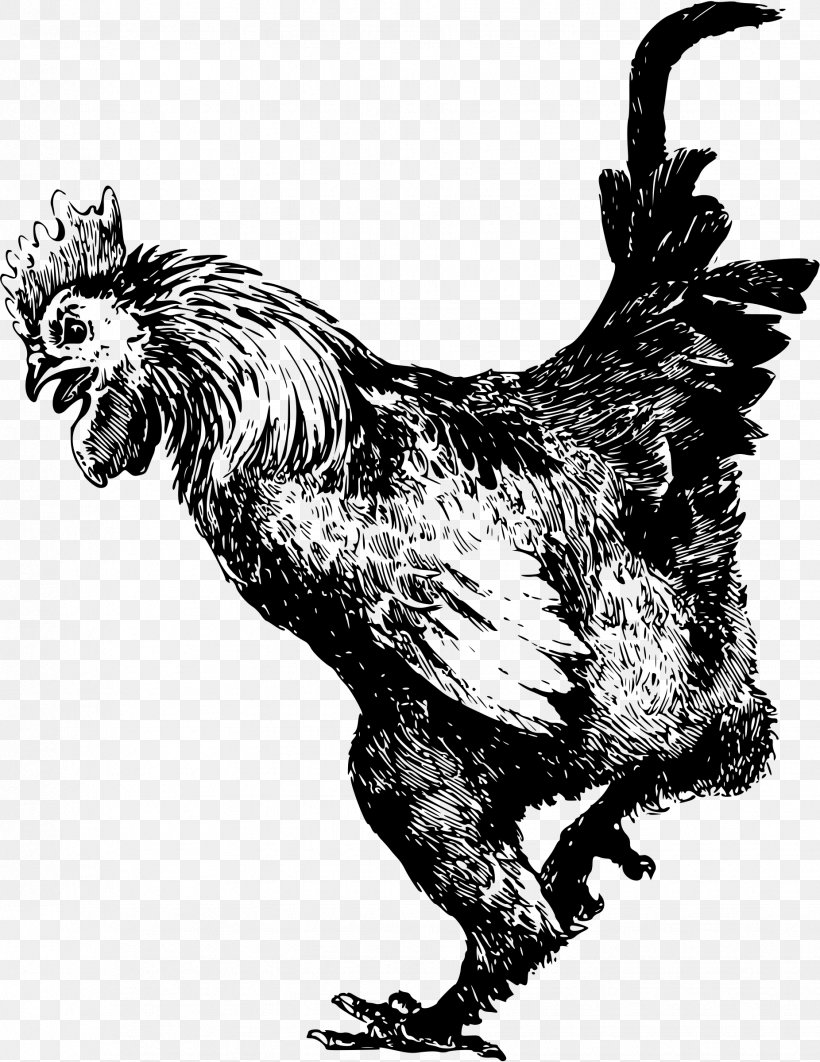 Rooster Dominique Chicken Old English Game Fowl Pekin Chicken Cochin Chicken, PNG, 1852x2400px, Rooster, Art, Bantam, Beak, Bird Download Free
