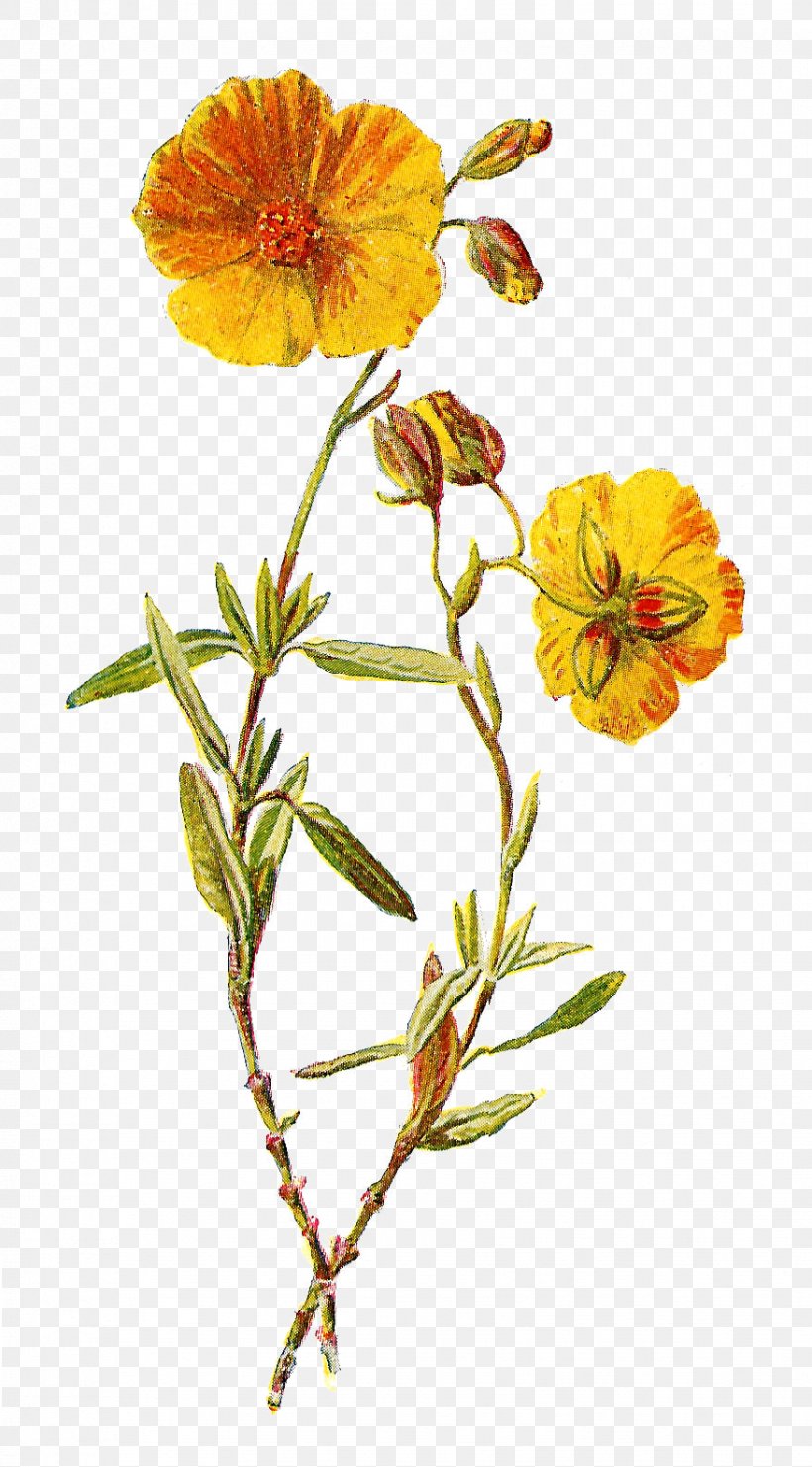 Wildflower Yellow Clip Art, PNG, 877x1584px, Flower, Botanical Illustration, Botany, Drawing, Floral Design Download Free