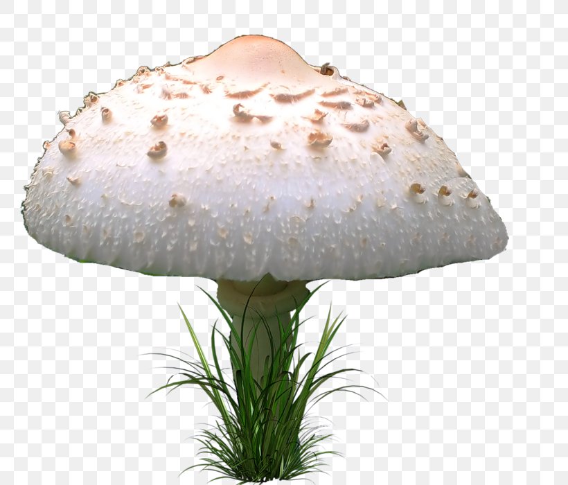 Agaricaceae Mushroom Fungus Image, PNG, 800x700px, Agaricaceae, Agaric, Blog, Centerblog, Common Mushroom Download Free
