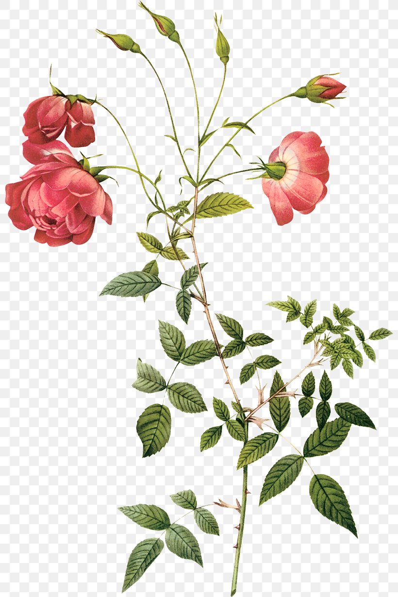 Cabbage Rose Pierre-Joseph Redouté (1759-1840) Hybrid Tea Rose Botany Botanical Illustration, PNG, 800x1230px, Cabbage Rose, Art, Botanical Illustration, Botany, Branch Download Free