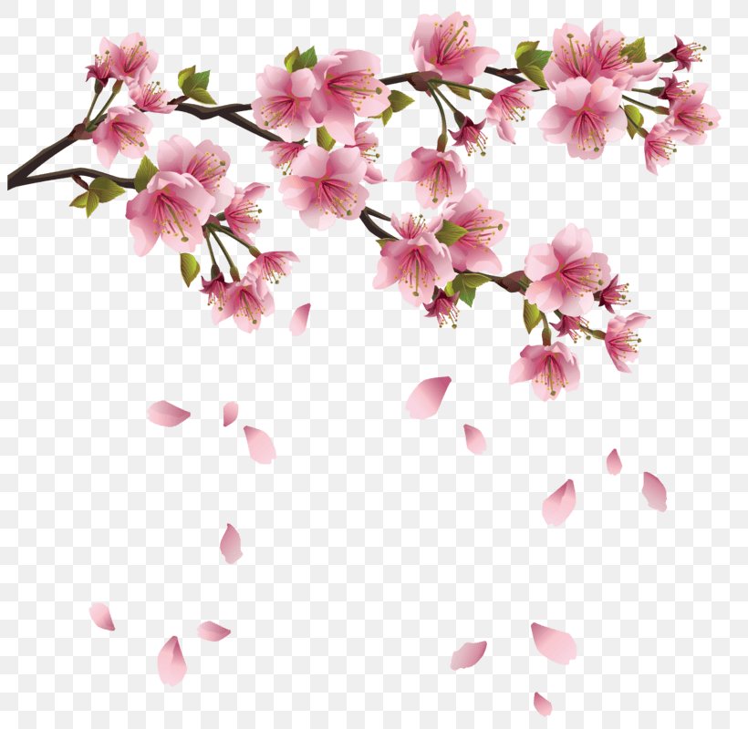 Cherry Blossom Flower Clip Art, PNG, 803x800px, Blossom, Azalea, Branch, Cherry, Cherry Blossom Download Free