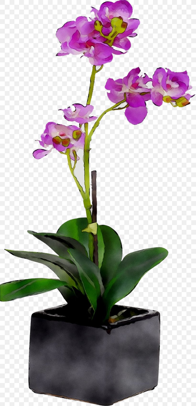 Moth Orchids Floral Design Cut Flowers Flowerpot, PNG, 819x1696px, Moth Orchids, Artificial Flower, Botany, Cattleya, Cattleya Orchids Download Free