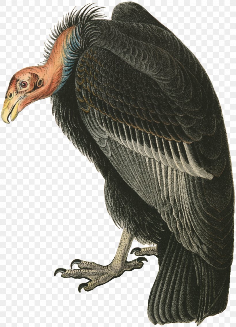Turkey Vulture The Birds Of America Beaky Buzzard, PNG, 1301x1800px, Vulture, Andean Condor, Beak, Beaky Buzzard, Bird Download Free