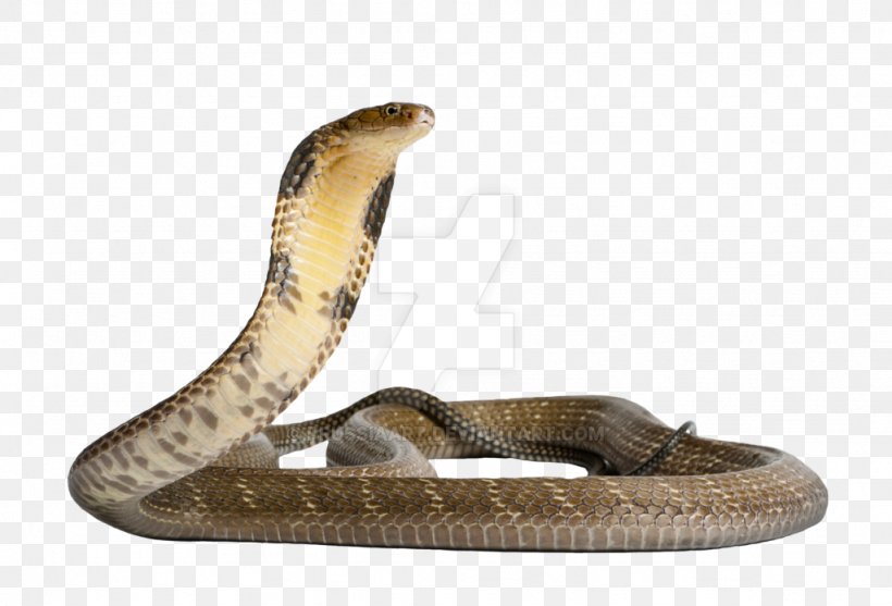 Venomous Snake Gaboon Viper King Cobra, PNG, 1024x696px, Snake, Boa Constrictor, Cobra, Coral Snake, Elapidae Download Free