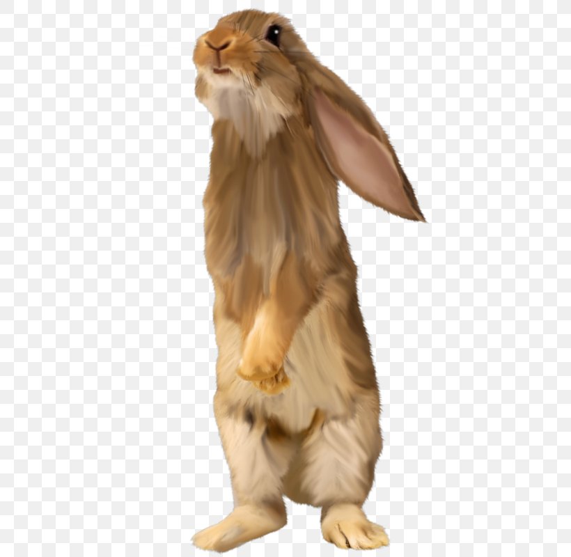 Domestic Rabbit Hare Fur Snout, PNG, 425x800px, Domestic Rabbit, Fauna, Fur, Hare, Rabbit Download Free