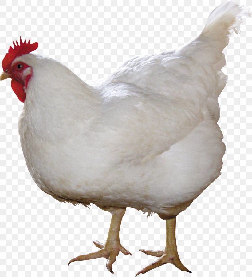 Solid White Chicken Curry Broiler, PNG, 2055x2256px, Chicken, Beak, Bird, Chicken Curry, Chicken Meat Download Free