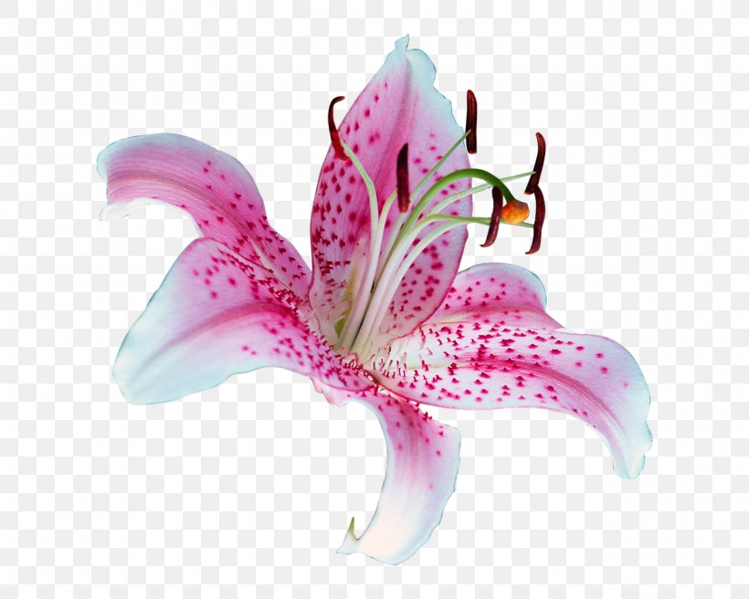 Lily 'Stargazer' Tiger Lily Flower Clip Art, PNG, 1280x1024px, Tiger Lily, Alstroemeriaceae, Arumlily, Close Up, Cut Flowers Download Free