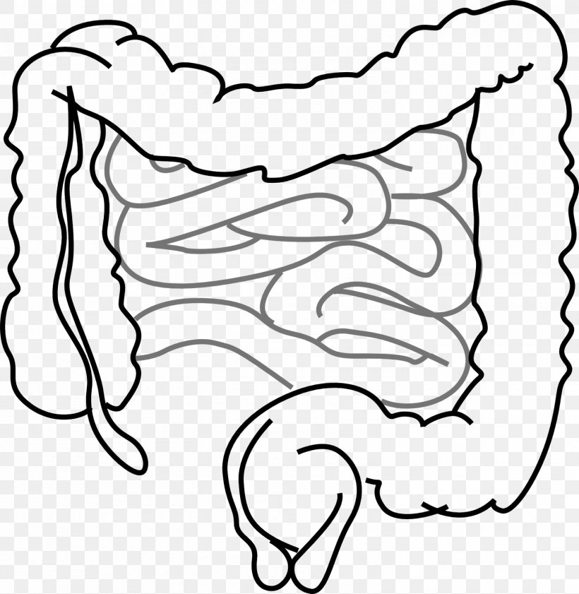 Small Intestine Gastrointestinal Tract Large Intestine Clip Art, PNG, 1500x1540px, Watercolor, Cartoon, Flower, Frame, Heart Download Free