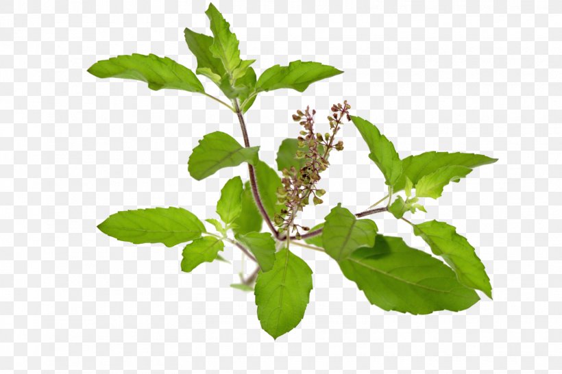 tulsi leaf png clipart