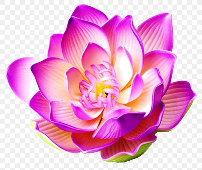 Nelumbo Nucifera Stock Photography Flower Water Lily, PNG, 916x769px, Nelumbo Nucifera, Aquatic Plant, Color, Cut Flowers, Dahlia Download Free