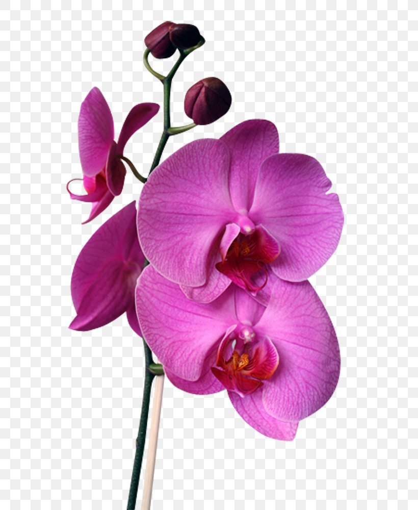 Orchids Flower Cattleya Walkeriana Cattleya Intermedia Cattleya Labiata, PNG, 693x1000px, Orchids, Boat Orchid, Cattleya Labiata, Cattleya Orchids, Cattleya Trianae Download Free