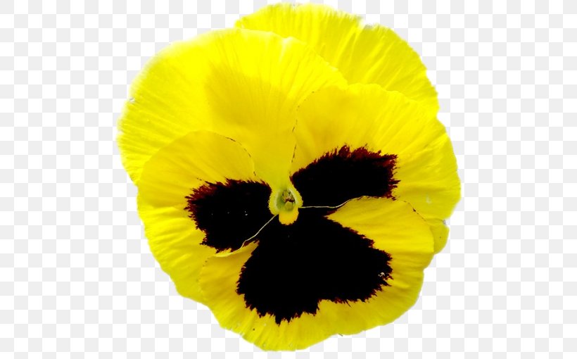 Pansy Close-up, PNG, 500x510px, Pansy, Closeup, Flower, Flowering Plant, Petal Download Free
