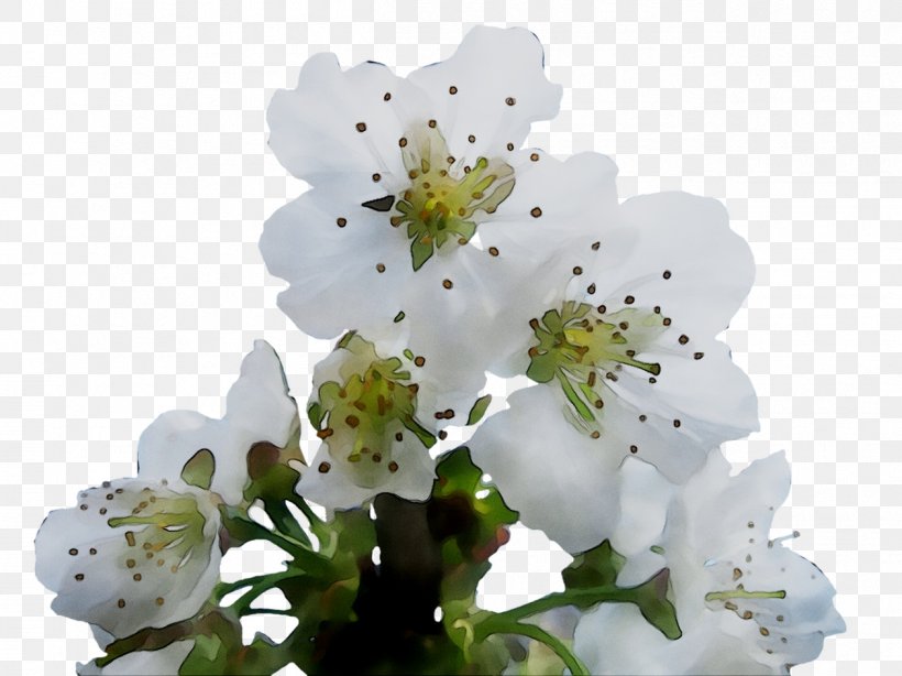 ST.AU.150 MIN.V.UNC.NR AD Cherry Blossom Cherries, PNG, 1259x944px, Stau150 Minvuncnr Ad, Alyssum, Blossom, Branch, Cherries Download Free