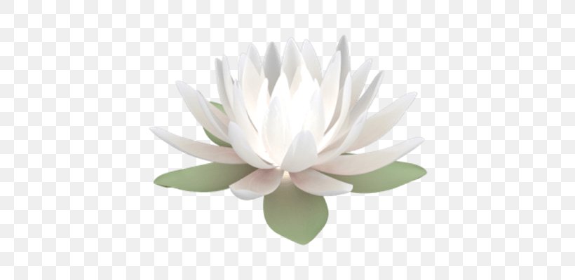 Water Lily Nelumbo Nucifera Clip Art, PNG, 400x400px, Water Lily, Aquatic Plant, Color, Flower, Flowering Plant Download Free