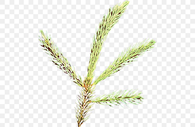 White Pine Plant Red Pine Loblolly Pine Shortstraw Pine, PNG, 500x537px, White Pine, Elymus Repens, Grass, Jack Pine, Loblolly Pine Download Free