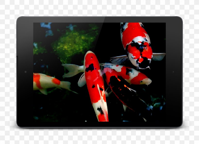 Koi Android Download, PNG, 1102x800px, Koi, Android, Android Version History, Electronic Device, Google Download Free