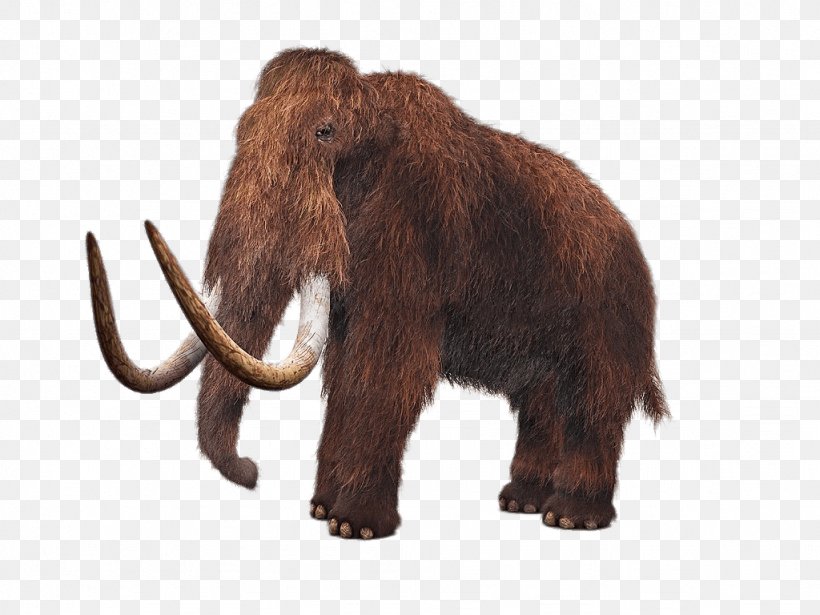 Woolly Mammoth De-extinction Lyuba Tusk Mammoth Steppe, PNG, 1024x768px, Woolly Mammoth, African Elephant, Animal Figure, Cloning, Columbian Mammoth Download Free