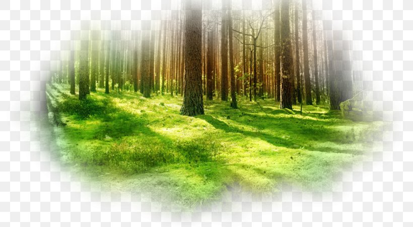 Enchanted Forest Backgrounds Free Download - PixelsTalk.Net
