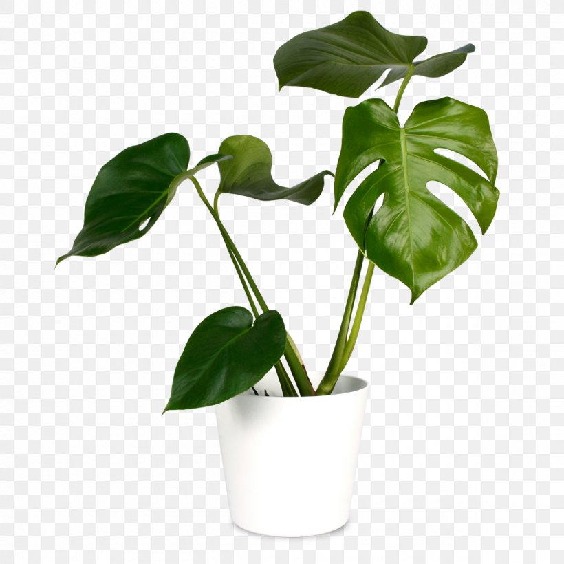 Flower Flowerpot Plant Houseplant Leaf, PNG, 1200x1200px, Flower, Alismatales, Anthurium, Arum, Arum Family Download Free