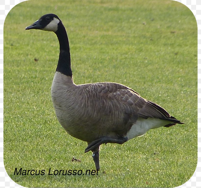 Goose Duck Fauna Ecosystem Fowl, PNG, 792x766px, Goose, Animal, Beak, Bird, Duck Download Free