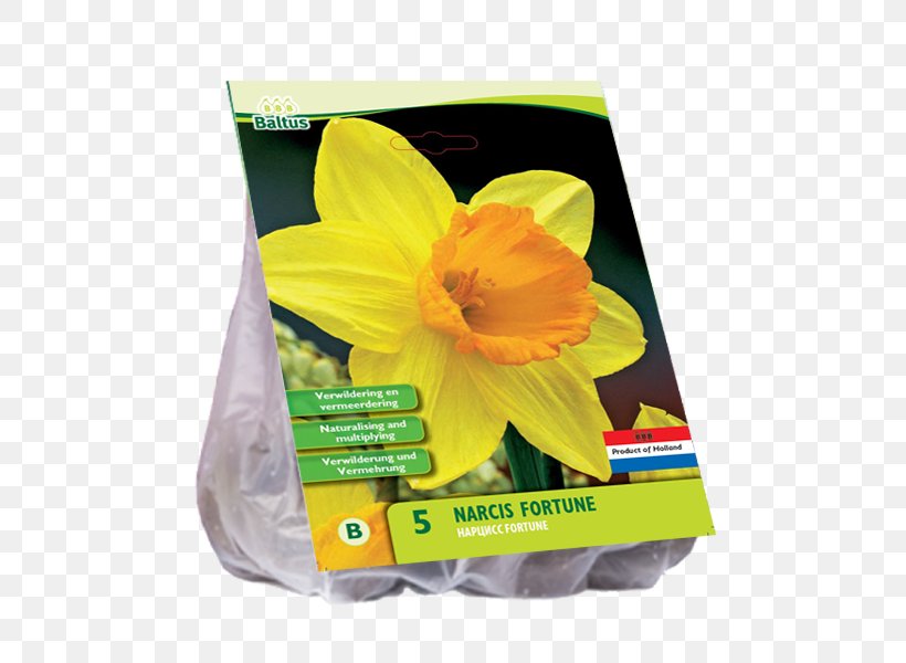 Hyacinth Bolgewas Tulip Yellow Bulb, PNG, 600x600px, Hyacinth, Allium, Asparagus Family, Bolgewas, Bulb Download Free
