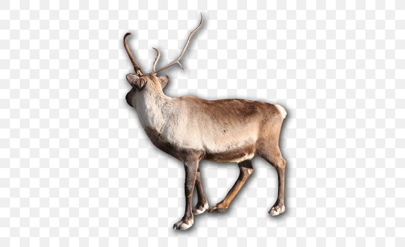 Reindeer Elk Horn Animal Wildlife, PNG, 500x500px, Reindeer, Animal, Antler, Deer, Elk Download Free