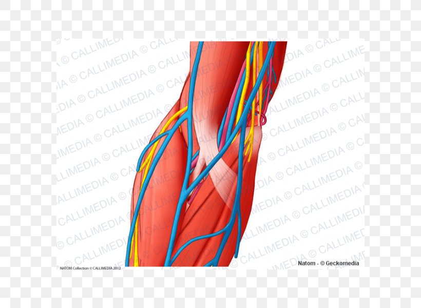 Thumb Nerve Blood Vessel Elbow Muscle, PNG, 600x600px, Watercolor, Cartoon, Flower, Frame, Heart Download Free