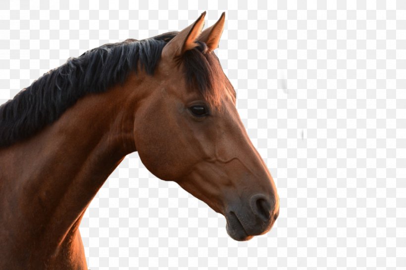 Arabian Horse Mustang Thoroughbred Horse Head Mask, PNG, 900x600px, Arabian Horse, American Quarter Horse, Ear, Head, Horse Download Free