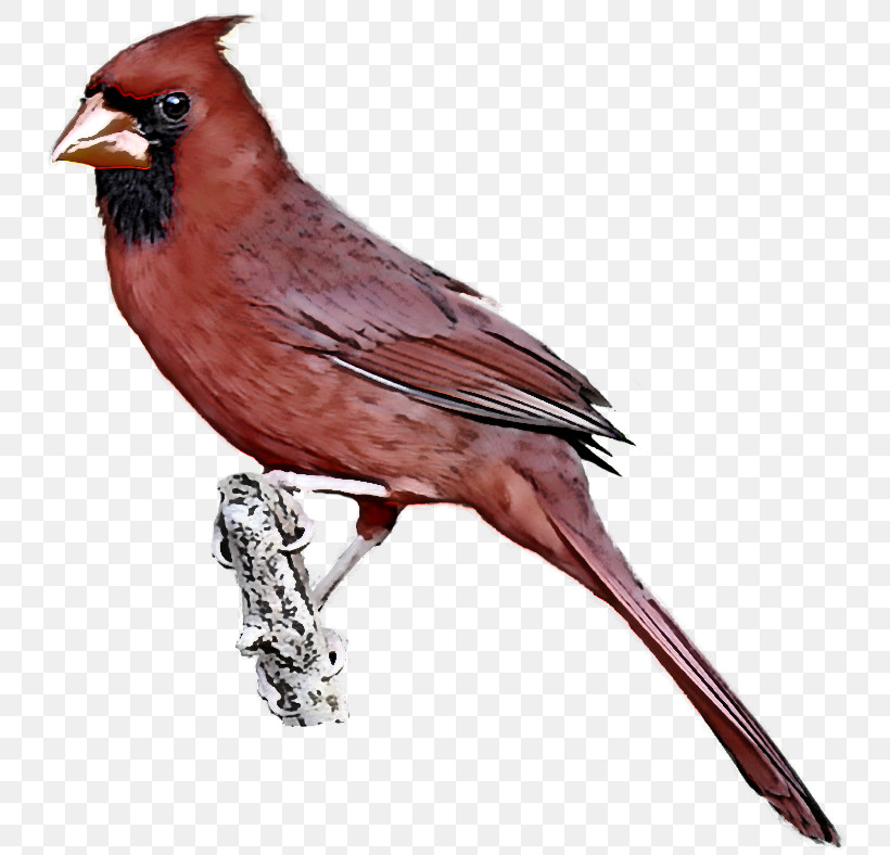 Bird Northern Cardinal Beak Songbird Perching Bird, PNG, 759x788px, Bird, American Rosefinches, Beak, Cardinal, Finch Download Free