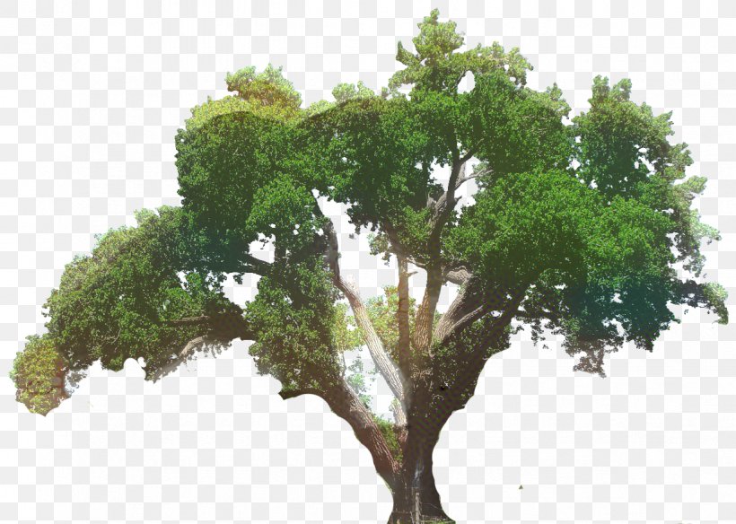 Clip Art Southern Live Oak Tree Transparency, PNG, 1226x874px, Southern